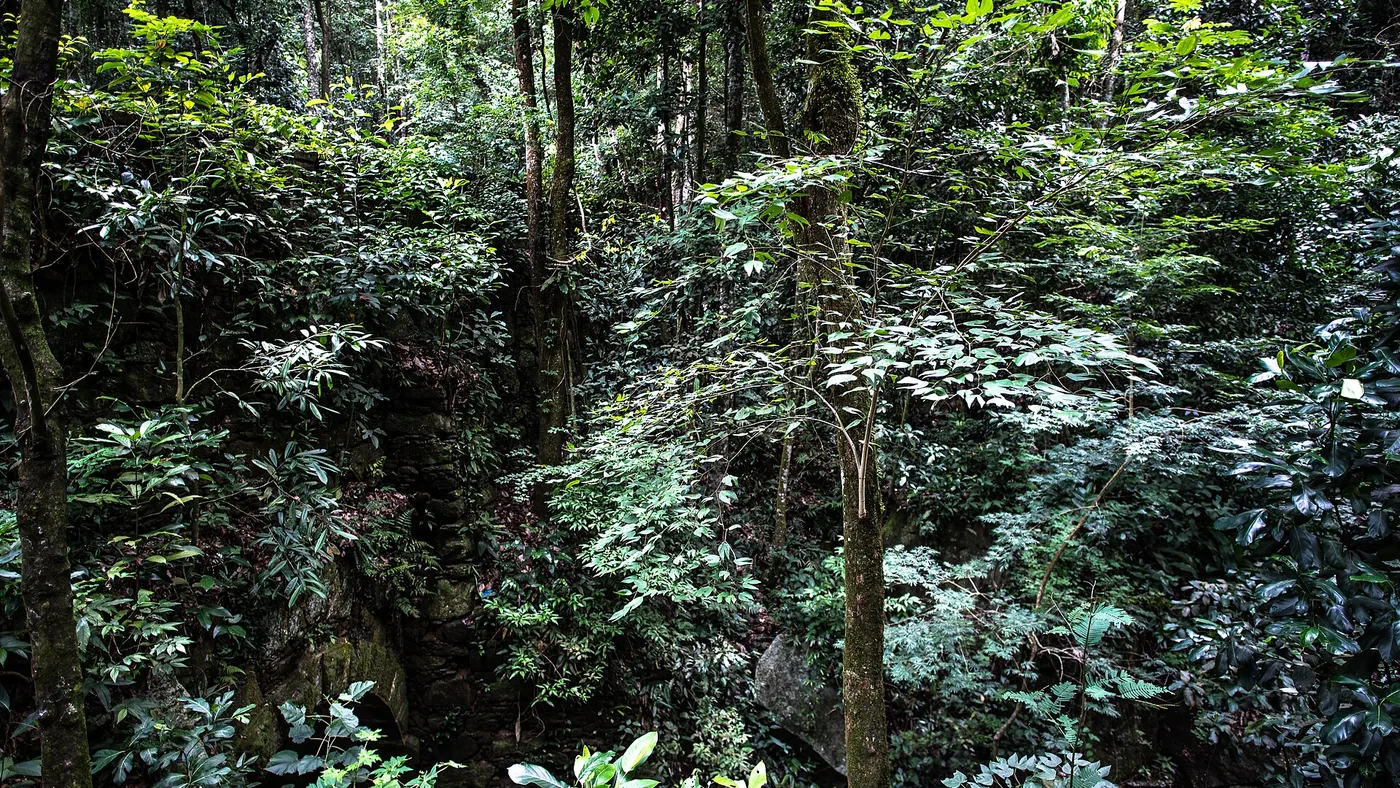 Caminhadas noturnas para escuta de cantos e sons da floresta