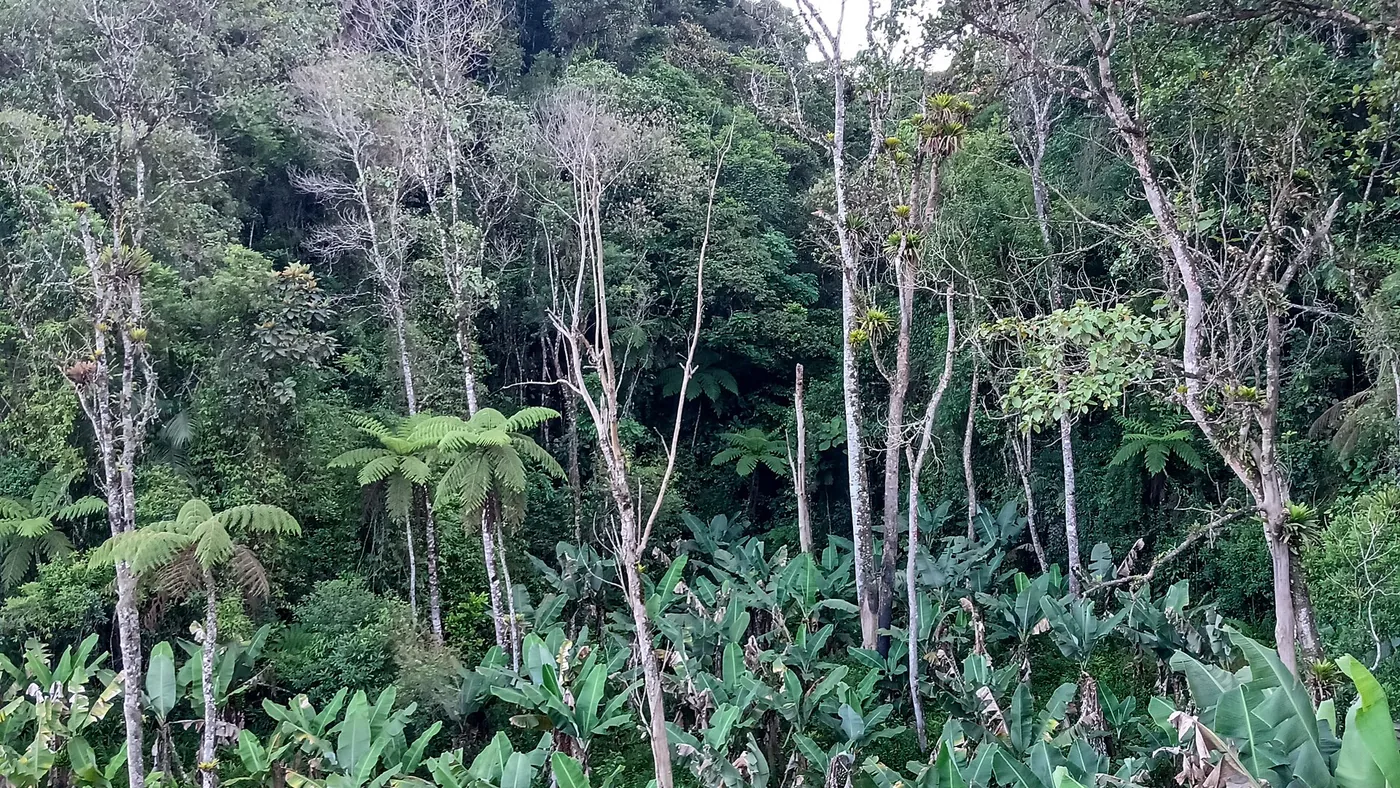 Pronúncia Indígena Para Iniciantes Brasileiros em Treinos de Ouvido Simples