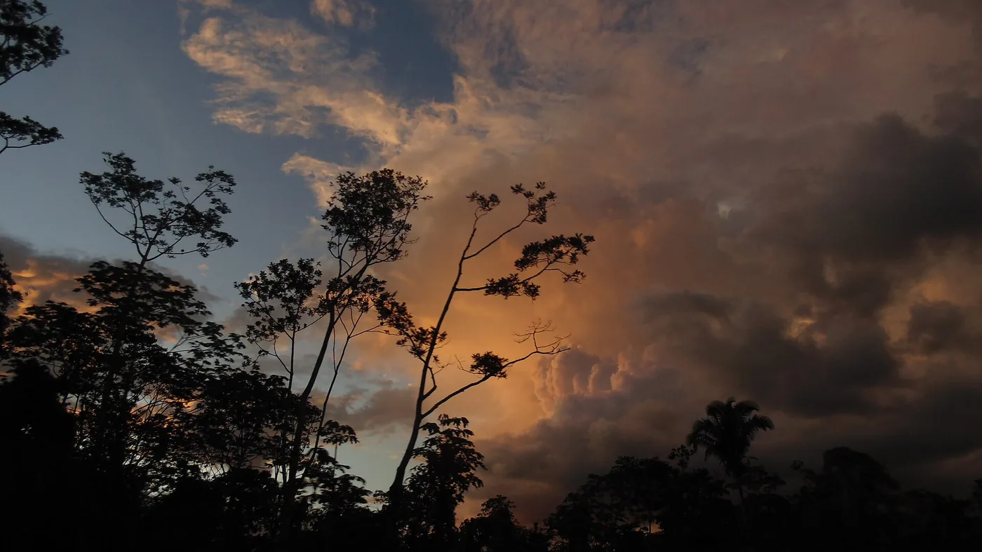 Pronúncia Yanomami de Plantas Medicinais em Vídeos Curtos
